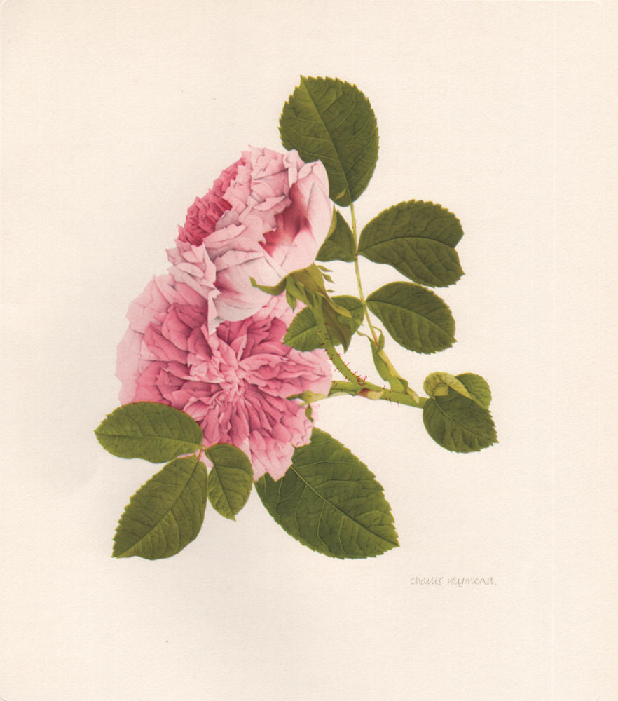 OLD GARDEN ROSES. Rosa Gallica President de Seze. CHARLES RAYMOND 1957 print